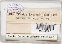 Attēlu rezultāti vaicājumam “Hyphodiscus hymeniophilus”