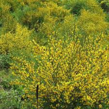 Attēlu rezultāti vaicājumam “Cytisus scoparius”