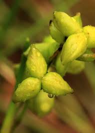 Attēlu rezultāti vaicājumam “Scheuchzeriaceae”