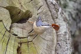 Attēlu rezultāti vaicājumam “Sitta europaea nest”