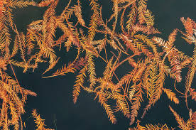 Image result for Mammutbaum