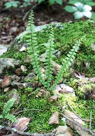 Attēlu rezultāti vaicājumam “Orthotrichum speciosum sporophyte”