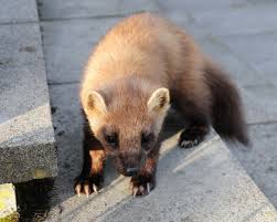 Attēlu rezultāti vaicājumam “Martes martes”