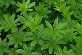 Attēlu rezultāti vaicājumam “Galium rivale leaf”