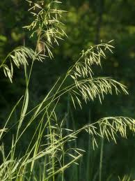 Attēlu rezultāti vaicājumam “Bromopsis inermis”