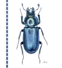 Attēlu rezultāti vaicājumam “Platycerus caraboides”