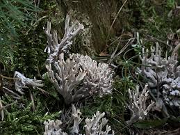 Attēlu rezultāti vaicājumam “Clavaria straminea”