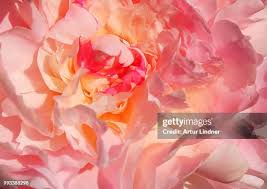 Image result for Pfingstrose