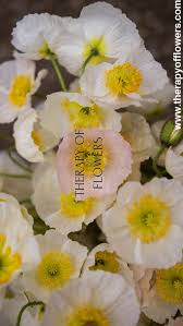 Image result for Papaver nudicaule