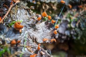 Attēlu rezultāti vaicājumam “Peltigera canina”