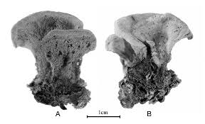 Attēlu rezultāti vaicājumam “Antrodiella”