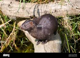 Attēlu rezultāti vaicājumam “Mustela vison”