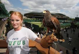 Image result for Wimbledon Hawks