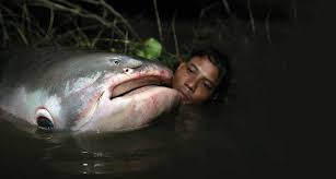 Image result for Cyprinus megalophthalmus