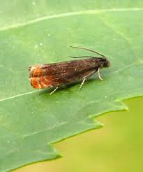 Attēlu rezultāti vaicājumam “Pammene rhediella”