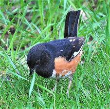 Image result for Pipilo erythrophthalmus