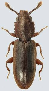 Attēlu rezultāti vaicājumam “Cucujidae”