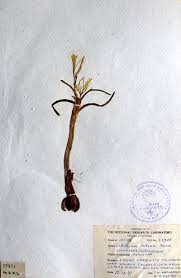 Attēlu rezultāti vaicājumam “Colchicum luteum”