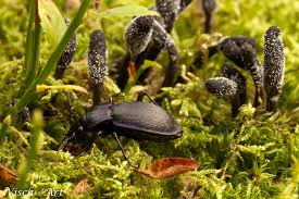 Attēlu rezultāti vaicājumam “Cordyceps ophioglossoides”