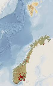 Attēlu rezultāti vaicājumam “Leucogyrophana sororia”