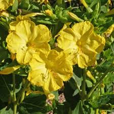 Image result for Mirabilis jalapa