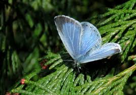 Attēlu rezultāti vaicājumam “Celastrina argiolus underside”