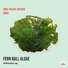 Attēlu rezultāti vaicājumam “Badhamia capsulifera var. arborea macro”