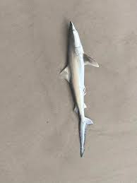 Image result for Carcharhinus isodon