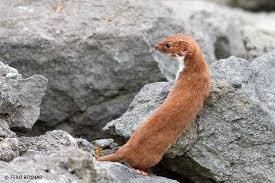 Attēlu rezultāti vaicājumam “Mustela nivalis adult”