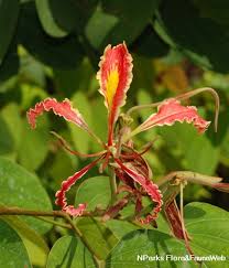 Attēlu rezultāti vaicājumam “Hydrocharis morsus-ranae fruit”