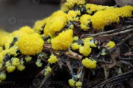 Image result for Fuligo septica