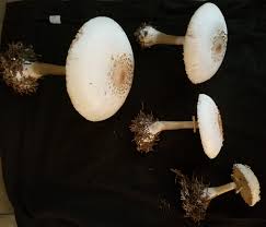 Attēlu rezultāti vaicājumam “Macrolepiota”