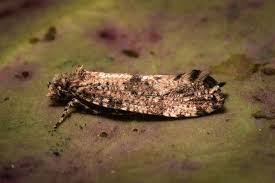 Attēlu rezultāti vaicājumam “Morophaga choragella”