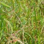 Attēlu rezultāti vaicājumam “Vicia angustifolia leaf”