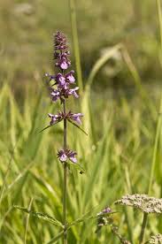 Attēlu rezultāti vaicājumam “Stachys palustris”