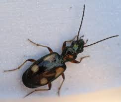 Attēlu rezultāti vaicājumam “Bembidion quadrimaculatum”