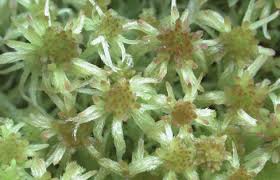 Attēlu rezultāti vaicājumam “Sphagnum angustifolium”