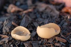 Attēlu rezultāti vaicājumam “Ascomycota”