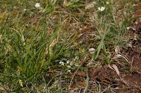 Attēlu rezultāti vaicājumam “Carex capillaris”
