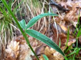 Attēlu rezultāti vaicājumam “Trifolium alpestre leaf”