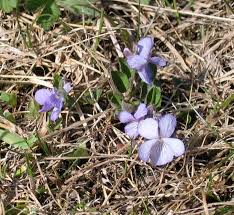 Attēlu rezultāti vaicājumam “Viola rupestris flower”