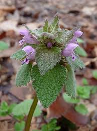 Attēlu rezultāti vaicājumam “Lamium purpureum flower”