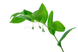 Attēlu rezultāti vaicājumam “Polygonatum multiflorum  leaf”