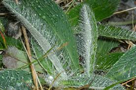 Attēlu rezultāti vaicājumam “Pilosella officinarum leaf”