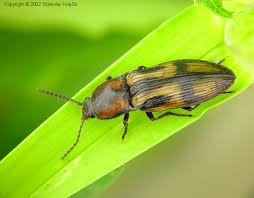 Attēlu rezultāti vaicājumam “Selatosomus cruciatus”