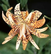 Attēlu rezultāti vaicājumam “Lilium lancifolium”