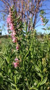 Attēlu rezultāti vaicājumam “Hyssopus officinalis flower”