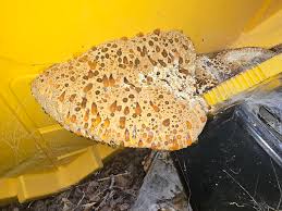 Attēlu rezultāti vaicājumam “Comatricha ellae spores”