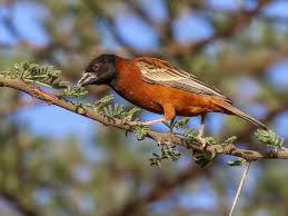 Attēlu rezultāti vaicājumam “Cribraria rubiginosa”