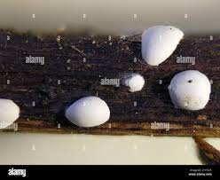 Attēlu rezultāti vaicājumam “Didymium difforme spores”